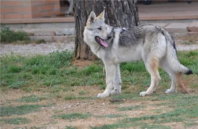 捷克狼犬养护指南:解锁与狼为伴的奇妙旅程!