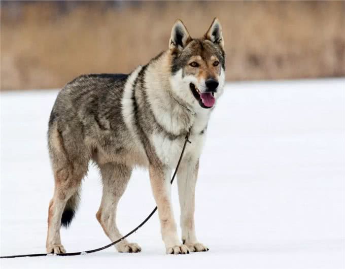 捷克狼犬养护指南:解锁与狼为伴的奇妙旅程!