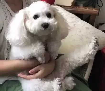 泰迪腿抽筋被主人送去看医生，网友：大半夜笑出了猪叫声