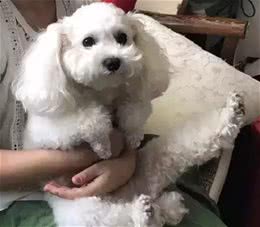 泰迪腿抽筋被主人送去看医生，网友：大半夜笑出了猪叫声