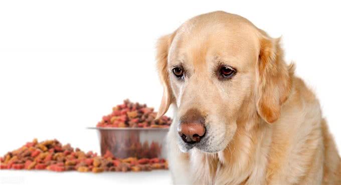 狗狗的饮食建议:如何科学合理地搭配狗狗的食物?
