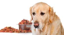 狗狗的饮食建议:如何科学合理地搭配狗狗的食物?