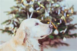 金毛犬易患的疾病
