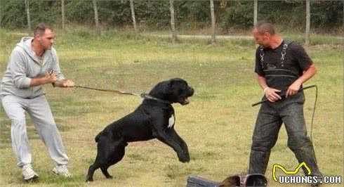 护卫之王—卡斯罗犬，为何如此火爆?