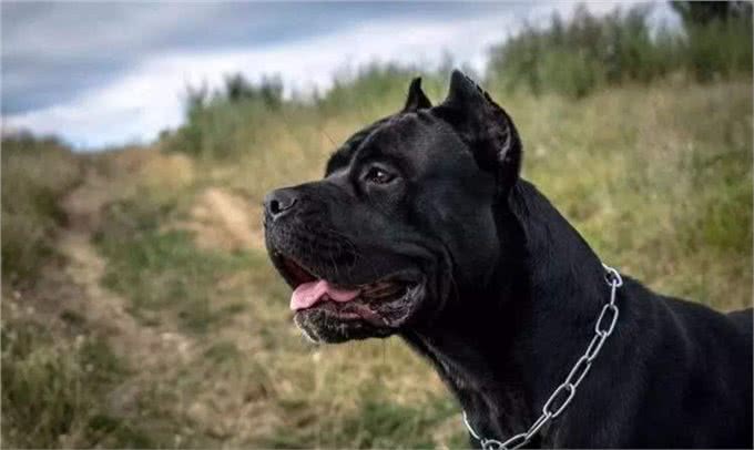 护卫之王—卡斯罗犬，为何如此火爆?