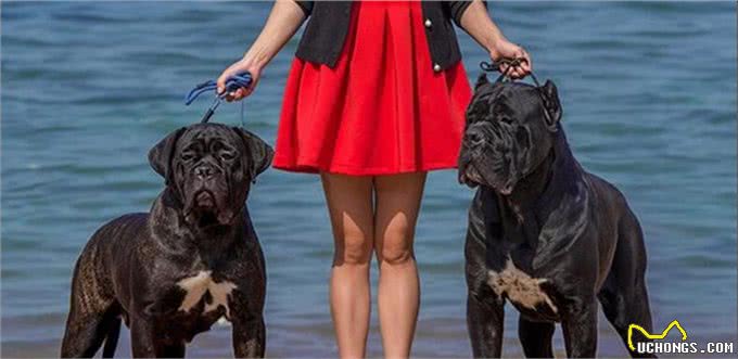 护卫之王—卡斯罗犬，为何如此火爆?