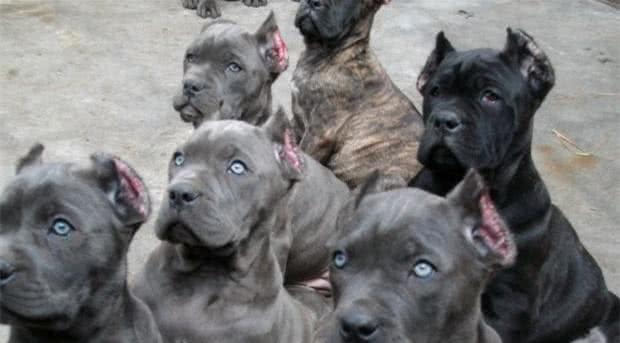 护卫之王—卡斯罗犬，为何如此火爆?