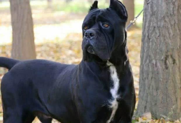 护卫之王—卡斯罗犬，为何如此火爆?
