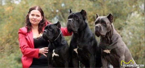 护卫之王—卡斯罗犬，为何如此火爆?