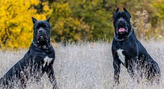 护卫之王—卡斯罗犬，为何如此火爆?