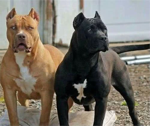 护卫之王—卡斯罗犬，为何如此火爆?