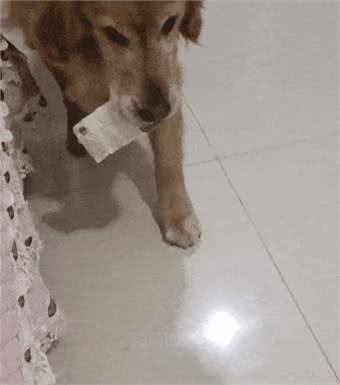狗子超能力惊人，网友:天赋惊爆!