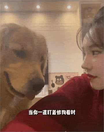 狗子超能力惊人，网友:天赋惊爆!
