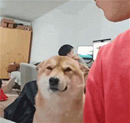 狗子超能力惊人，网友:天赋惊爆!