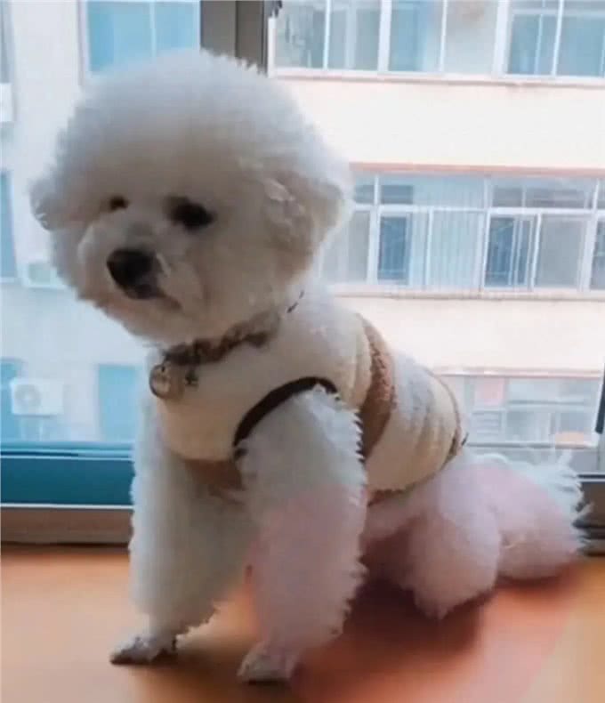 小比熊犬什么时候可以开始训练，训练时要注意点什么?