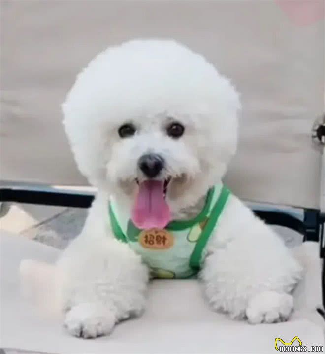 小比熊犬什么时候可以开始训练，训练时要注意点什么?