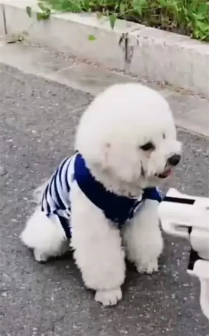 小比熊犬什么时候可以开始训练，训练时要注意点什么?