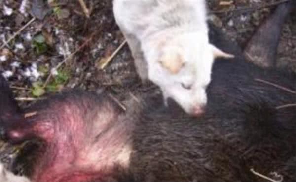 农村土狗有多猛?出动4只懒狗，灭掉一只野猪，我服