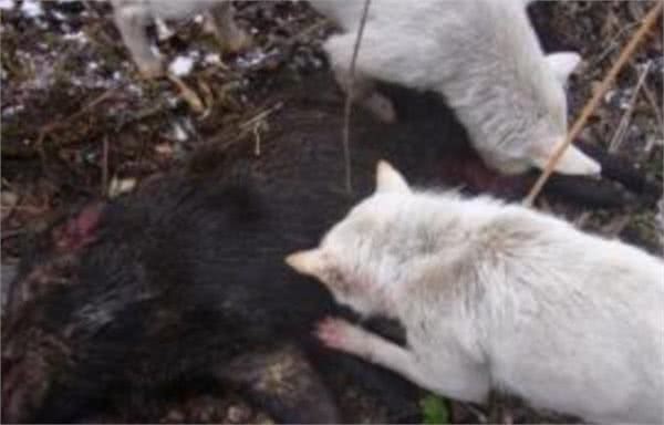 农村土狗有多猛?出动4只懒狗，灭掉一只野猪，我服
