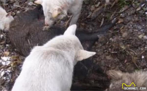 农村土狗有多猛?出动4只懒狗，灭掉一只野猪，我服