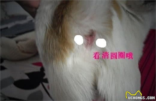 关于给狗挤肛门腺一些经验
