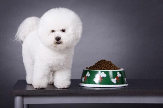 比熊犬:法国的白色卷毛小精灵,家庭宠物的理想选择