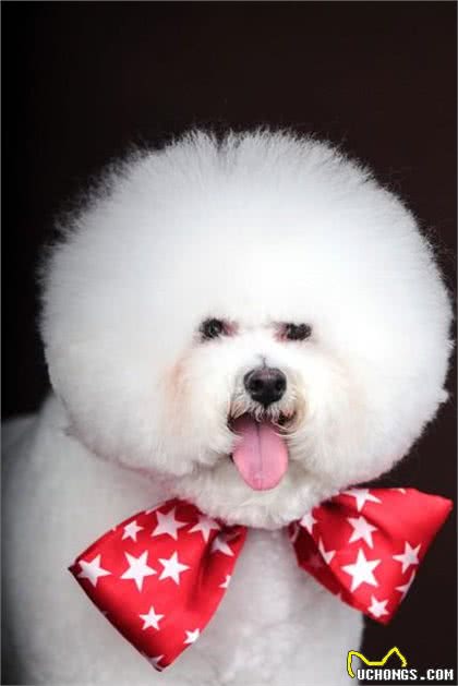 比熊犬:法国的白色卷毛小精灵,家庭宠物的理想选择