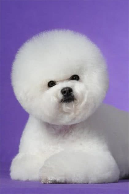 比熊犬:法国的白色卷毛小精灵,家庭宠物的理想选择