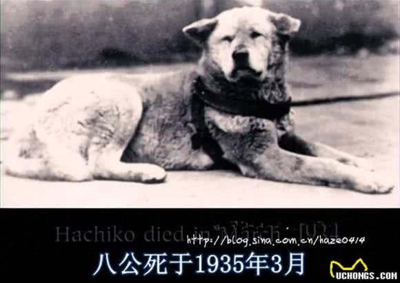 狗狗的忠诚!我们无法想象