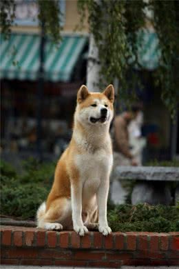 狗狗的忠诚!我们无法想象