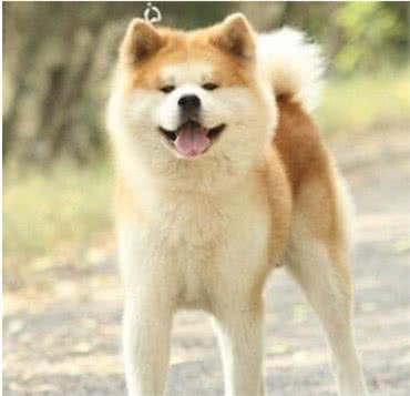 秋田犬什么样被视为日本的国犬