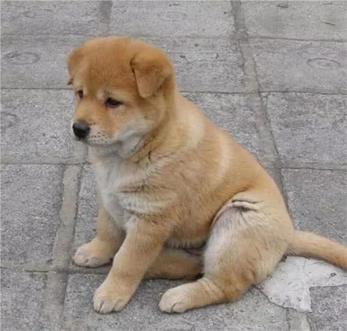 永远的笑容，日本国犬，秋田犬