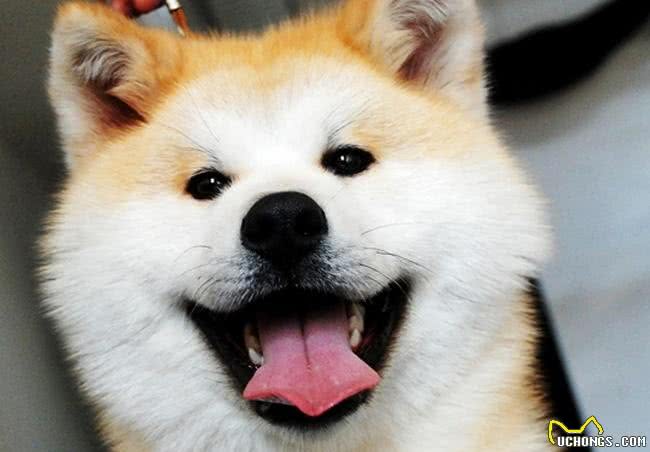 永远的笑容，日本国犬，秋田犬
