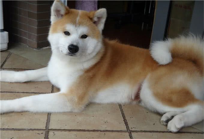 永远的笑容，日本国犬，秋田犬