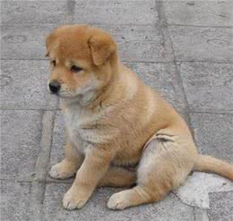 永远的笑容，日本国犬，秋田犬