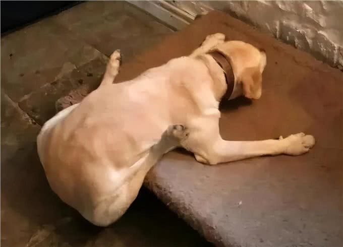 狗狗睡姿大揭秘，快来瞅瞅你家是哪一种?
