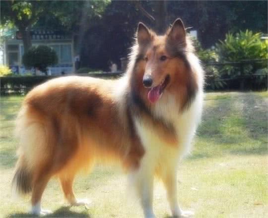 宠物犬价格及性格大分析