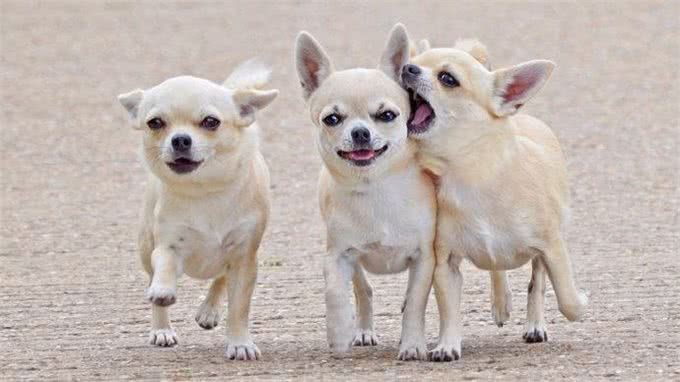 宠物犬价格及性格大分析