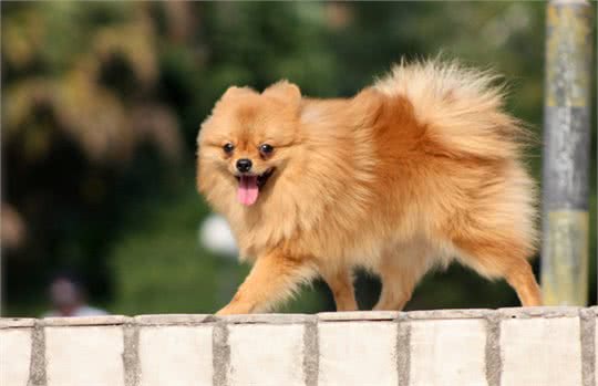宠物犬价格及性格大分析