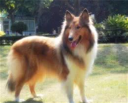 宠物犬价格及性格大分析