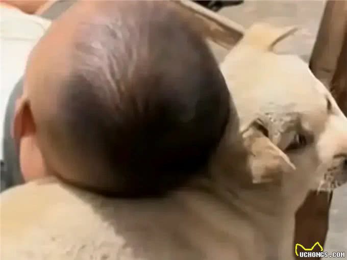 狗狗的肚子是最好的枕头