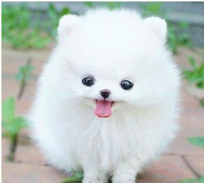 世界最小两大袖珍犬:博美和蝴蝶，真心萌化人心