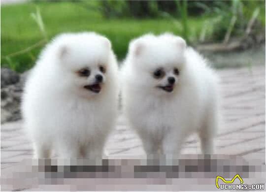 世界最小两大袖珍犬:博美和蝴蝶，真心萌化人心