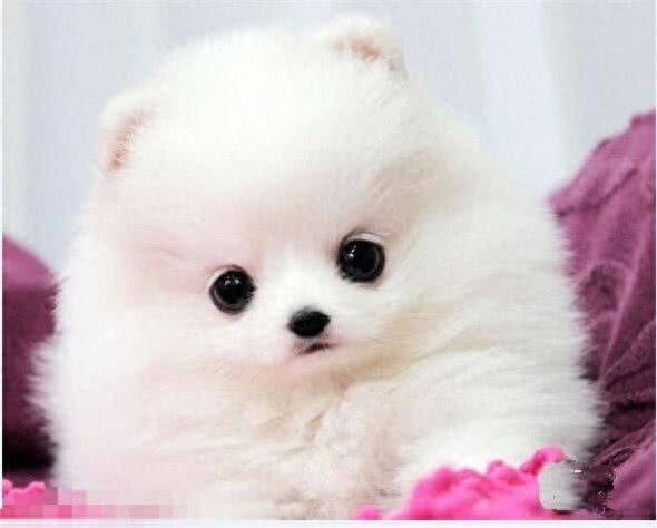 世界最小两大袖珍犬:博美和蝴蝶，真心萌化人心