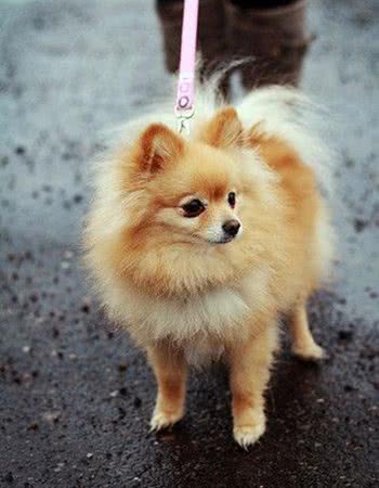 世界最小两大袖珍犬:博美和蝴蝶，真心萌化人心