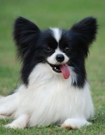 世界最小两大袖珍犬:博美和蝴蝶，真心萌化人心