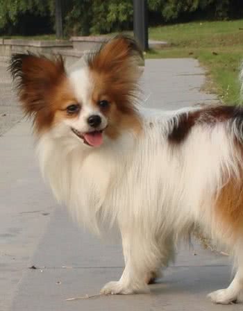 世界最小两大袖珍犬:博美和蝴蝶，真心萌化人心