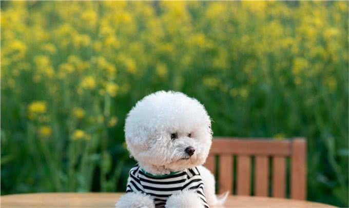 小狗生病了，怎么办?