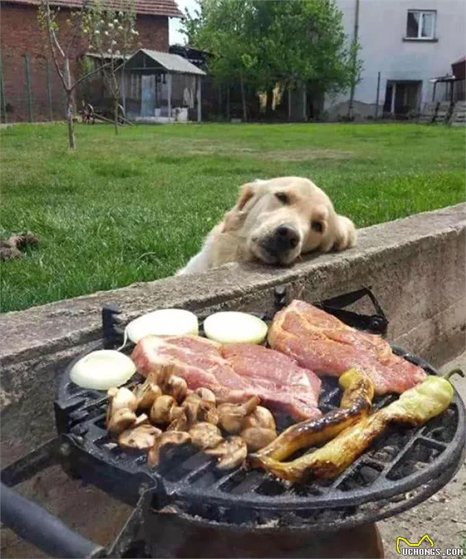 狗狗禁食一天有事吗?