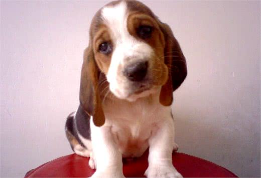 一脸哀怨的巴吉度犬，它是不是想要玩具?买哪种才好呢?
